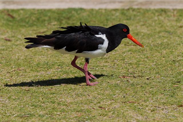 011 Rottnest Island, finsch zwarte scholekster.jpg